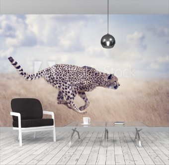 Picture of Cheetah Acinonyx jubatus Running